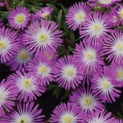 Delosperma Wheels Of Wonder™ Violet Wonder Iceplant