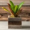 Croton Houseplant In Reclaimed Wood -Macys Shop 29369