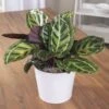 Calathea Medallion Plant -Macys Shop 29371