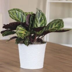 Calathea Medallion Plant -Macys Shop 29371 2