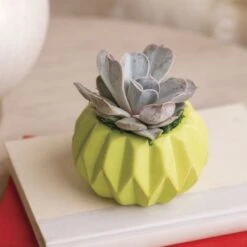 Happy Hues Succulent Plant -Macys Shop 29378 2