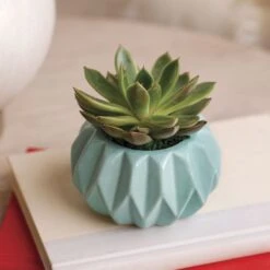 Happy Hues Succulent Plant -Macys Shop 29378 3