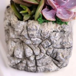 Concrete Log Succulent Garden -Macys Shop 29380 2