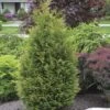 Thuja 'Junior Giant' Arborvitae -Macys Shop 29411