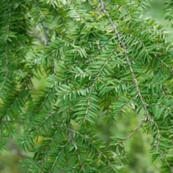 Canadian Hemlock -Macys Shop 2942