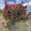 Cercis Hearts A'Fire™ Redbud -Macys Shop 29439