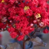Black Diamond Red Hot Crape Myrtle -Macys Shop 2947