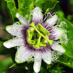Passiflora 'Nancy Garrison' Passion Fruit -Macys Shop 29508 2