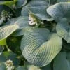 Hosta 'Elegans' Plantain Lily -Macys Shop 29517