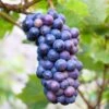Vitis 'Concord' Blue Seedless Grape 1 Vitis 'Concord' Blue Seedless Grape -Macys Shop 29539 PK 3