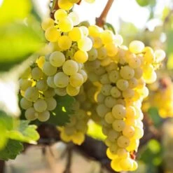 Vitis 'Edelweiss' White Grape