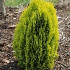 Morgan Chinese Arborvitae -Macys Shop 2956