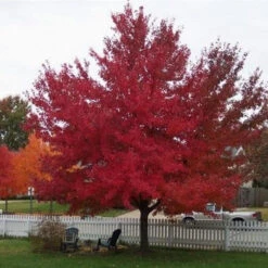 Red Sunset Maple -Macys Shop 2963