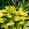 Hosta 'Maui Buttercups' -Macys Shop 29676