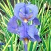 Iris 'Albo Variegata' -Macys Shop 29707