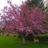 Profusion Crabapple Tree -Macys Shop 2974