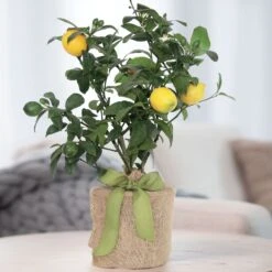 Meyer Lemon Gift Tree