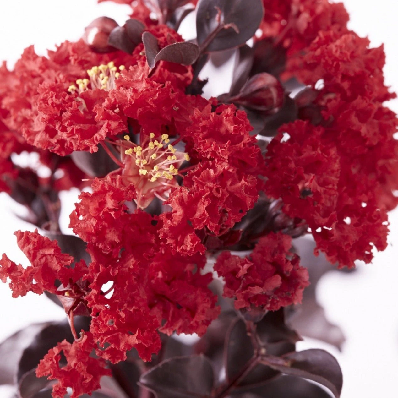 Black Diamond Best Red Crape Myrtle 6 Black Diamond Best Red Crape Myrtle - Image 4