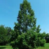 Dawn Redwood Tree -Macys Shop 3004