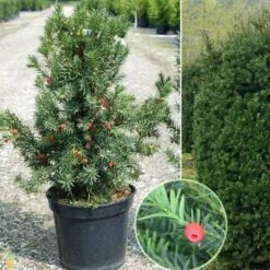 Hicks Yew -Macys Shop 3009