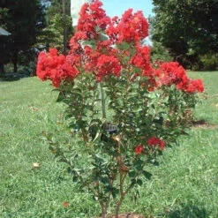 Dynamite Crape Myrtle -Macys Shop 3025