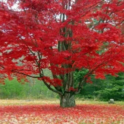 Red Maple Tree