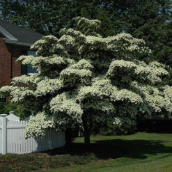 White Kousa Dogwood Tree -Macys Shop 3093