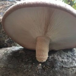 Mushroom Shiitake Log Spawn Plugs (100) -Macys Shop 31007 3