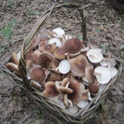 Mushroom Shiitake Log Spawn Plugs (100) -Macys Shop 31007 5