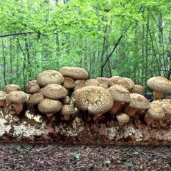 Mushroom Shiitake Fruiting Kit