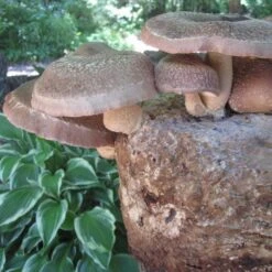 Mushroom Shiitake Fruiting Kit -Macys Shop 31019 2