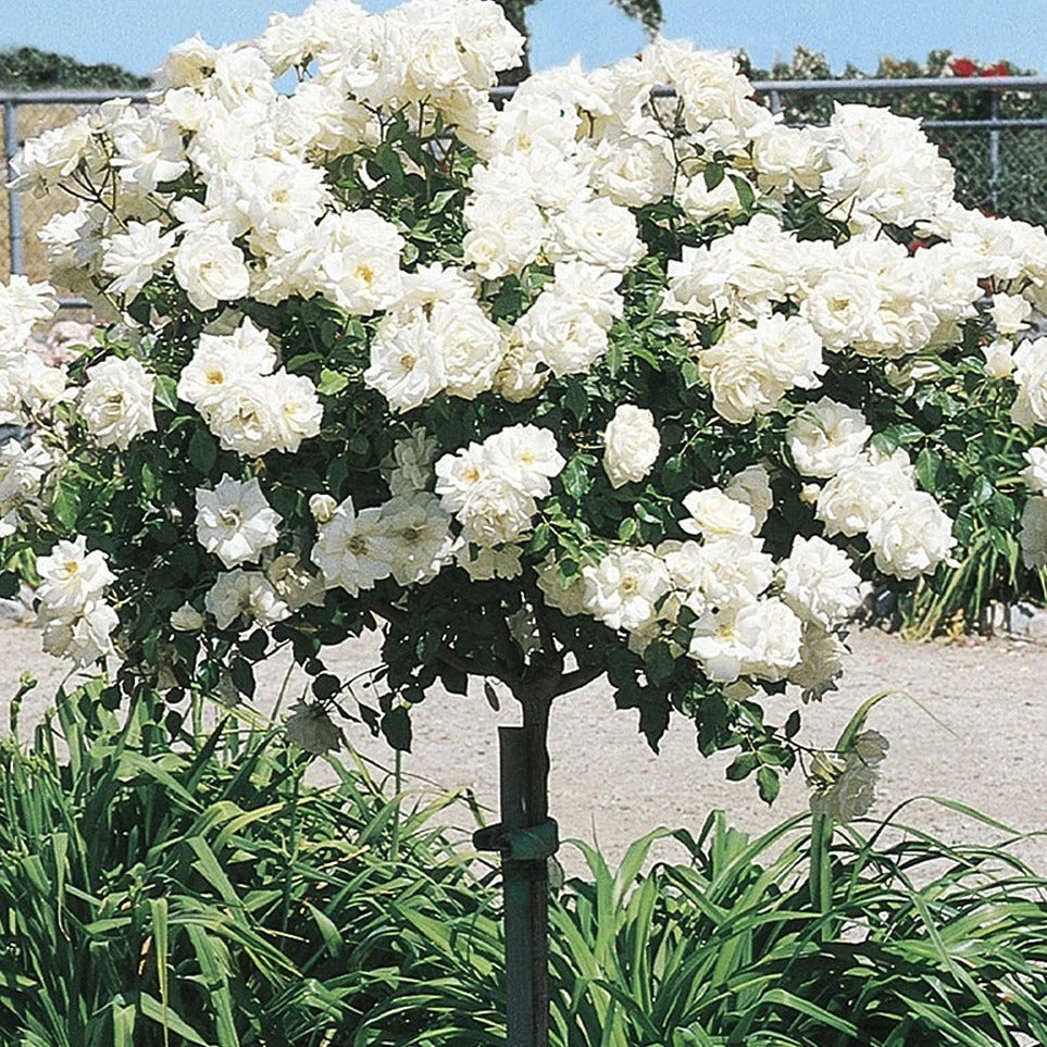 Icecap™ Rose Tree 3 Icecap™ Rose Tree
