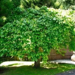 Pink Weeping Cherry Tree -Macys Shop 3119