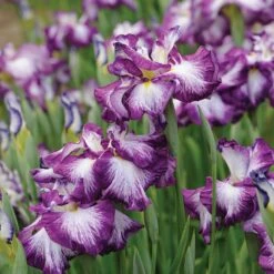 Iris 'Lion King'