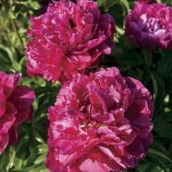 'Karl Rosenfield' Peony