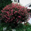 Double Red Rose Of Sharon Tree -Macys Shop 3189