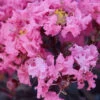 Black Diamond Shell Pink Crape Myrtle 2 Black Diamond Shell Pink Crape Myrtle -Macys Shop 3196