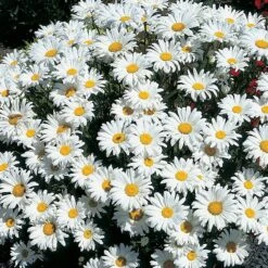 Leucanthemum 'Snow Cap'