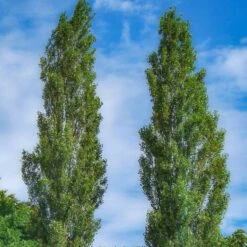 Lombardy Poplar