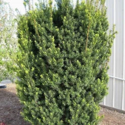 Hicks Yew -Macys Shop 3265