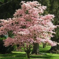 Pink Dogwood Tree