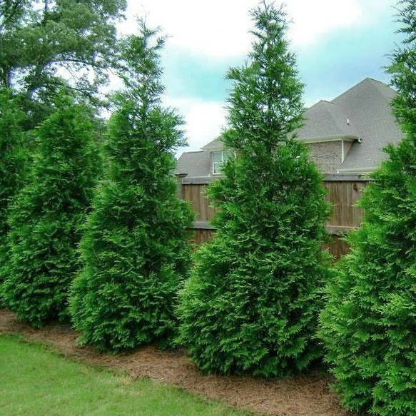 Thuja Green Giant 3 Thuja Green Giant