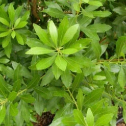 Wax Myrtle 10 Wax Myrtle -Macys Shop 3340