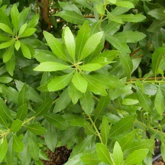 Wax Myrtle 5 Wax Myrtle - Image 3