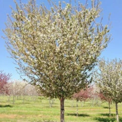 Harvest Gold Crabapple Tree -Macys Shop 3345