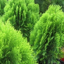 Morgan Chinese Arborvitae -Macys Shop 3397