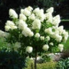 Limelight Hardy Hydrangea Tree -Macys Shop 3400 d4afd004 42c8 4724 bb30 4e712eec2007