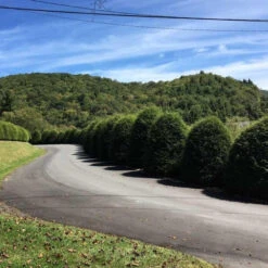 Canadian Hemlock -Macys Shop 3401