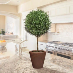 Tuscan Blue Rosemary Patio Tree