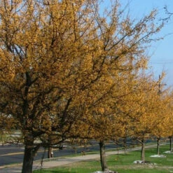 Harvest Gold Crabapple Tree -Macys Shop 3484